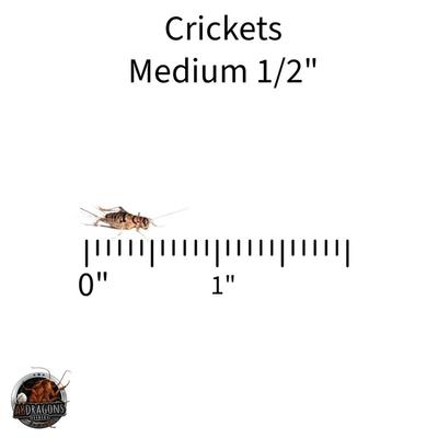 Show full view: ABDragons Live Crickets Reptile Food, Medium, 100 count slide 4 of 6