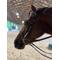 Show in main carousel: ThinLine Busy Buddy Horse Bridle slide 3 of 3