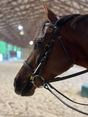 Show full view: ThinLine Busy Buddy Horse Bridle slide 3 of 3