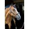 Show in main carousel: ThinLine Busy Buddy Horse Halter, Standard slide 2 of 3