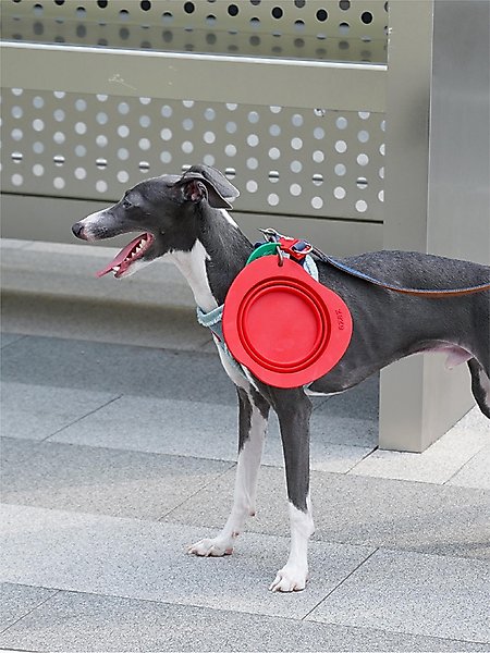 Show full view: ZEZE Collapsible Silicone Dog Bowl, Red, 3-cup slide 1 of 7