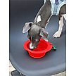 Show in main carousel: ZEZE Collapsible Silicone Dog Bowl, Red, 3-cup slide 4 of 7
