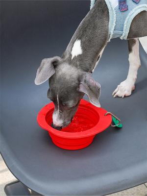 Show full view: ZEZE Collapsible Silicone Dog Bowl, Red, 3-cup slide 4 of 7