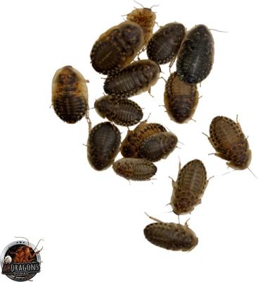 Show full view: ABDragons Live Dubia Roaches Reptile, Bird, Fish & Small Pet Food, Large, 300 count slide 4 of 6