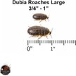ABDRAGONS Dubia Roach Hornworm & Superworm Live Feeder Combo Reptile ... - Dubia Roach Growth Feeder Requirements