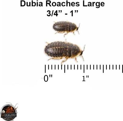 Show full view: ABDragons Live Dubia Roaches Reptile, Bird, Fish & Small Pet Food, Large, 300 count slide 3 of 6