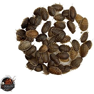 ABDragons Live Dubia Roaches Reptile, Bird, Fish & Small Pet Food, Medium, 100 count