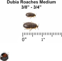 ABDragons Live Dubia Roaches Reptile, Bird, Fish & Small Pet Food, Medium, 200 count slide 2 of 4