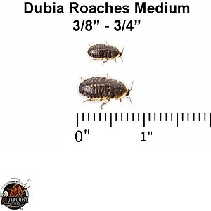 ABDragons Live Dubia Roaches Reptile, Bird, Fish & Small Pet Food, Medium, 100 count