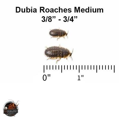 Show full view: ABDragons Dubia Roach Hornworm & Superworm Live Feeder Combo Reptile Food, Medium slide 5 of 10