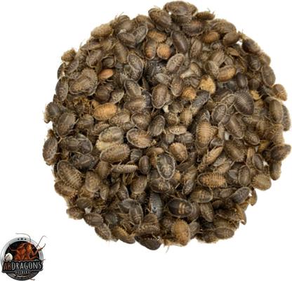 Show full view: ABDragons Live Dubia Roaches Reptile, Bird, Fish & Small Pet Food, Small, 50 count slide 4 of 6