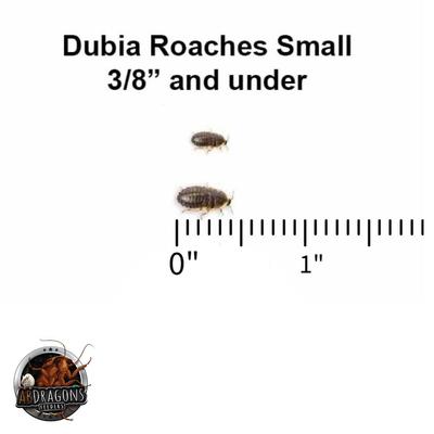 Show full view: ABDragons 2 Week Bearded Dragon Meal Plan, Juvenile slide 4 of 6