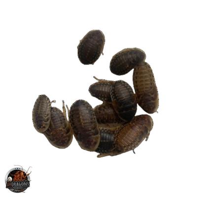 Show full view: ABDragons Live Dubia Roaches Reptile, Bird, Fish & Small Pet Food, X-Large, 100 count slide 4 of 6