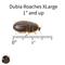 Show in main carousel: ABDragons Live Dubia Roaches Reptile, Bird, Fish & Small Pet Food, X-Large, 100 count slide 3 of 6