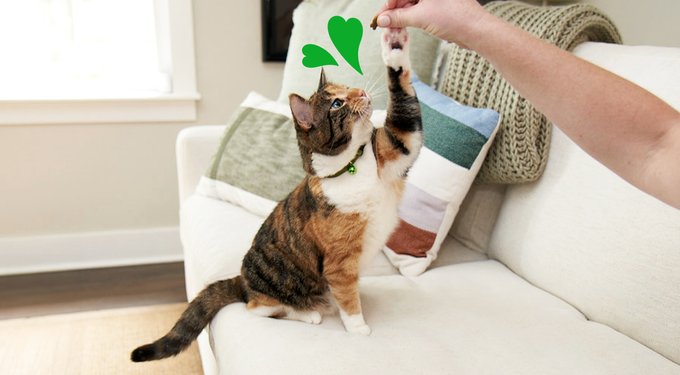 Greenies Feline SmartBites Healthy Indoor Natural Tuna Flavor Soft & Crunchy Adult Cat Treats