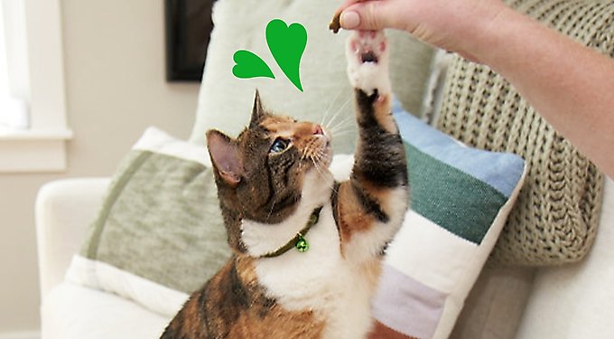 Greenies Feline Oven Roasted Chicken Flavor Adult Natural Dental Cat Treats