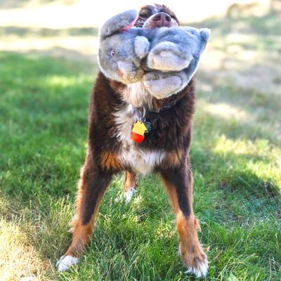 Show full view: KONG Toughz Bunny Dog Toy, Grey, Medium slide 5 of 6