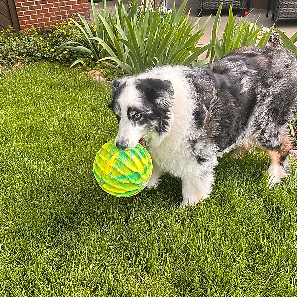 Show full view: KONG Flexball Sport Ball Xl Dog Toy, Yellow, X-Large slide 4 of 6