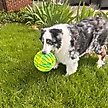 Show in main carousel: KONG Flexball Sport Ball Xl Dog Toy, Yellow, X-Large slide 4 of 6