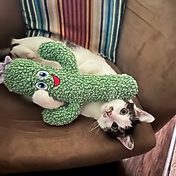 KONG Kickeroo Cactus One Size Cat Toy, Green, One Size slide 2 of 4