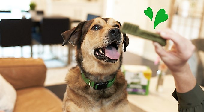 Greenies Teenie Original Chicken Flavor Dental Dog Treats