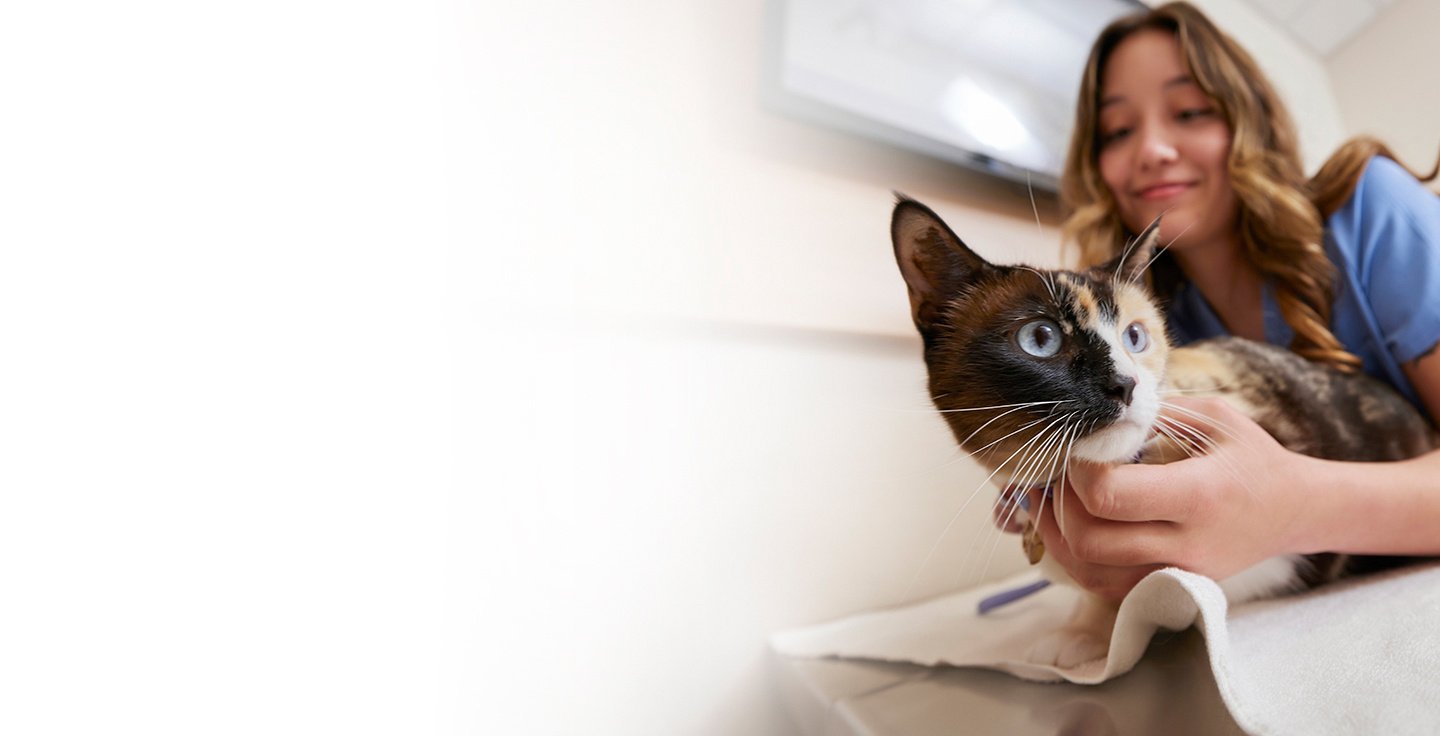 A veterinary professional playing with a dog
