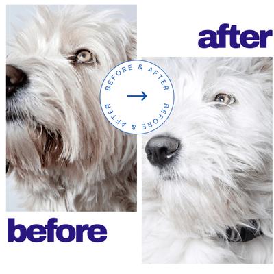 Show full view: Lillian Ruff Berry Blue Brightening Dog & Cat Face & Body Wash, 128-fl oz bottle slide 4 of 9