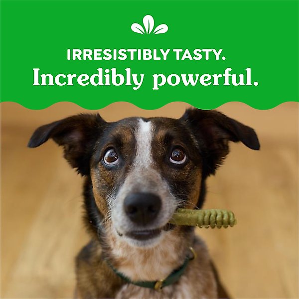 Show full view: Greenies Regular Natural Original Chicken Flavor Dental Dog Treats, 36 count slide 6 of 11