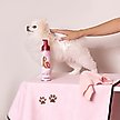 Show in main carousel: Paris Hilton Pet Iconic Sweet Pea & Vanilla No-Rinse Dog Shampoo, 9.5-fl oz bottle slide 7 of 8