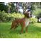 Show in main carousel: Hi-Line Gift Boxer Dog Standing Statue, 13.78-in slide 1 of 8