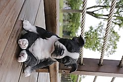 Hi-Line Gift Sleepy Boston Terrier Puppy Statue