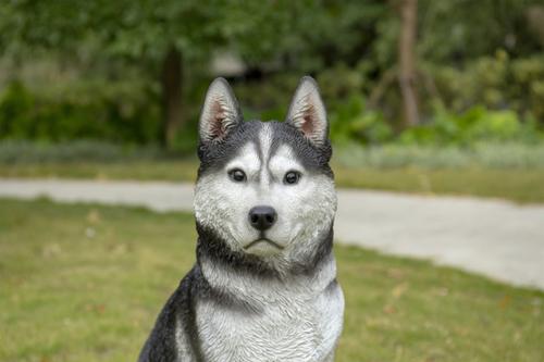Show full view: Hi-Line Gift Siberian Husky Sitting Statue, 20.08-in slide 6 of 8
