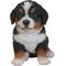 Show in main carousel: Hi-Line Gift Bernese Mountain Dog Puppy Statue, 6.5-in slide 3 of 7