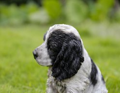 Hi-Line Gift Black & White Cocker Spaniel Statue, Black & White, 5.83-in slide 2 of 8
