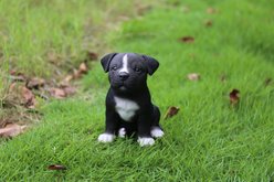 Hi-Line Gift Staffordshire Pitbull Puppy Statue, 6.5-in