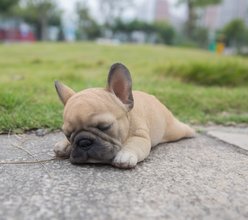 Hi-Line Gift Sleeping Pug Puppy Statue, Brown & White