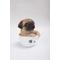 Show in main carousel: Hi-Line Gift Teacup Pug Puppy Statue, 5.75-in slide 7 of 7