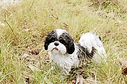 Hi-Line Gift Standing Shih Tzu Statue, Black & White, 10.63-in