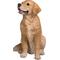 Show in main carousel: Hi-Line Gift Sitting Golden Retriever Statue, 14-in slide 4 of 6