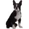 Show in main carousel: Hi-Line Gift Boston Terrier Statue, 16.5-in slide 2 of 6