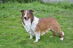 Hi-Line Gift Collie Statue, 21.5-in