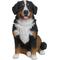 Show in main carousel: Hi-Line Gift Bernese Mountain Dog Statue, 21.5-in slide 2 of 5