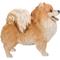 Show in main carousel: Hi-Line Gift Standing Pomeranian Statue, 11.61-in slide 5 of 9
