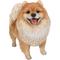 Show in main carousel: Hi-Line Gift Standing Pomeranian Statue, 11.61-in slide 2 of 9