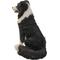 Show in main carousel: Hi-Line Gift Border Collie Sitting Statue, 19.88-in slide 4 of 7