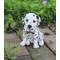 Show in main carousel: Hi-Line Gift Dalmatian Puppy Statue, 6.5-in slide 1 of 6
