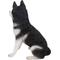 Show in main carousel: Hi-Line Gift Siberian Husky Sitting Statue, 20.08-in slide 5 of 8