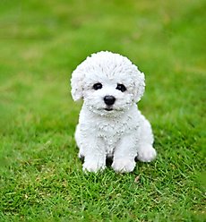 Hi-Line Gift Bichon Frise Puppy Statue, 6-in