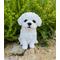 Show in main carousel: Hi-Line Gift Maltese Puppy Statue, 6.75-in slide 1 of 7
