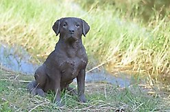 Hi-Line Gift Labrador Retriever Sitting Statue, Brown, 21.25-in